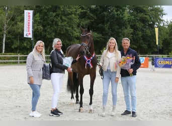 KWPN, Klacz, 7 lat, 173 cm, Ciemnogniada