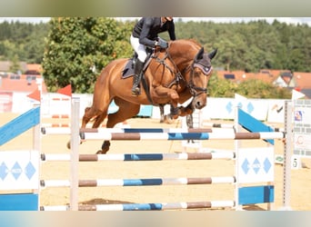 KWPN, Klacz, 7 lat, 173 cm, Kasztanowata