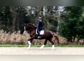 KWPN, Klacz, 7 lat, 176 cm, Kasztanowata