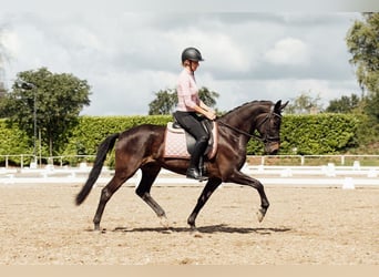 KWPN, Klacz, 8 lat, 156 cm, Skarogniada