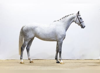 KWPN, Klacz, 8 lat, 161 cm, Siwa