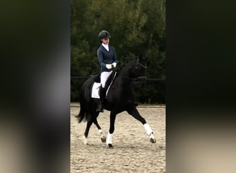 KWPN, Klacz, 8 lat, 163 cm, Kara
