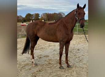 KWPN, Klacz, 8 lat, 164 cm, Ciemnokasztanowata