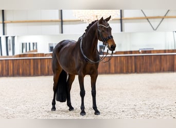 KWPN, Klacz, 8 lat, 165 cm, Gniada