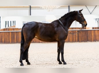 KWPN, Klacz, 8 lat, 165 cm, Gniada