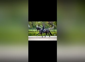 KWPN, Klacz, 8 lat, 165 cm, Kara