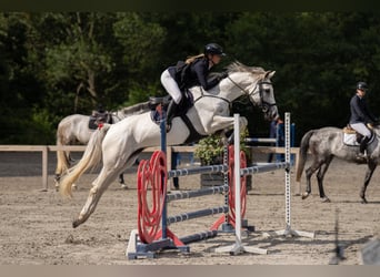 KWPN Mix, Klacz, 8 lat, 165 cm, Siwa w hreczce