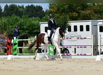 KWPN, Klacz, 8 lat, 165 cm, Tobiano wszelkich maści