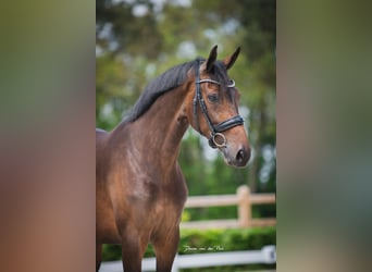 KWPN, Klacz, 8 lat, 166 cm, Ciemnogniada