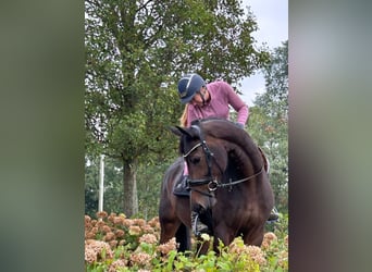 KWPN, Klacz, 8 lat, 166 cm, Ciemnogniada