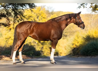 KWPN, Klacz, 8 lat, 166 cm, Kasztanowata