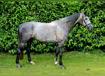 KWPN, Klacz, 8 lat, 166 cm, Siwa