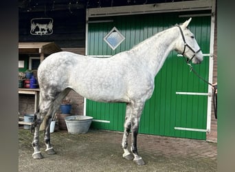 KWPN, Klacz, 8 lat, 166 cm, Srokata