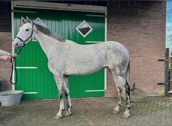 KWPN, Klacz, 8 lat, 166 cm, Srokata