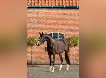 KWPN, Klacz, 8 lat, 167 cm, Ciemnogniada