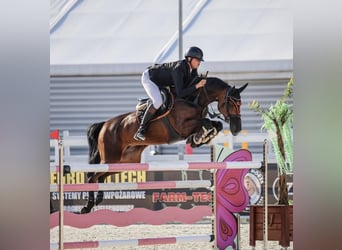 KWPN, Klacz, 8 lat, 167 cm, Ciemnogniada