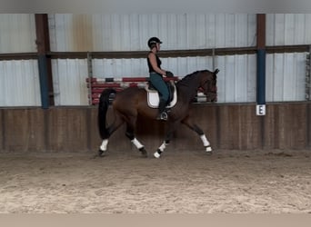 KWPN, Klacz, 8 lat, 167 cm, Ciemnogniada