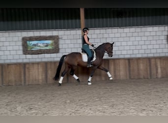 KWPN, Klacz, 8 lat, 167 cm, Ciemnogniada