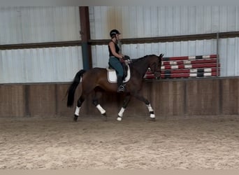 KWPN, Klacz, 8 lat, 167 cm, Ciemnogniada