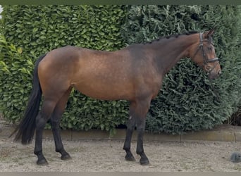 KWPN, Klacz, 8 lat, 167 cm, Ciemnogniada