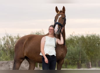 KWPN, Klacz, 8 lat, 167 cm, Ciemnokasztanowata