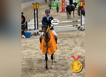 KWPN, Klacz, 8 lat, 167 cm, Gniada