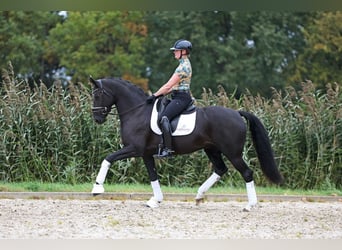 KWPN, Klacz, 8 lat, 167 cm, Skarogniada