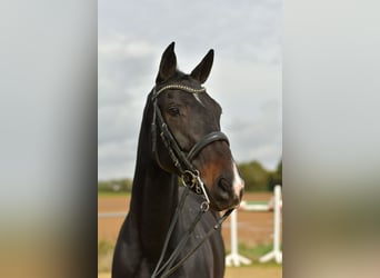 KWPN, Klacz, 8 lat, 168 cm, Ciemnogniada