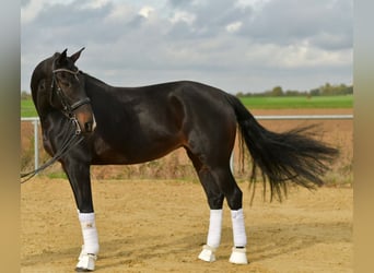 KWPN, Klacz, 8 lat, 168 cm, Ciemnogniada
