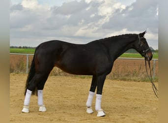 KWPN, Klacz, 8 lat, 168 cm, Ciemnogniada