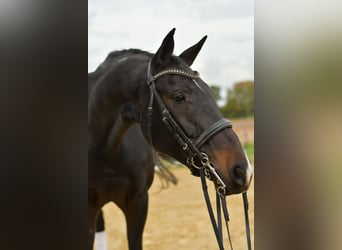 KWPN, Klacz, 8 lat, 168 cm, Ciemnogniada