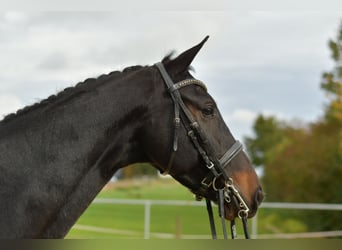 KWPN, Klacz, 8 lat, 168 cm, Ciemnogniada