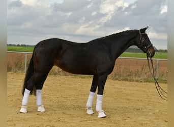 KWPN, Klacz, 8 lat, 168 cm, Ciemnogniada