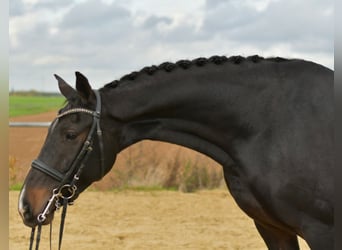 KWPN, Klacz, 8 lat, 168 cm, Ciemnogniada
