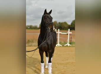 KWPN, Klacz, 8 lat, 168 cm, Ciemnogniada