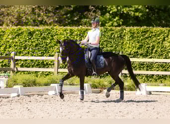 KWPN, Klacz, 8 lat, 168 cm, Kara
