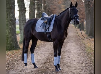 KWPN Mix, Klacz, 8 lat, 168 cm, Kara