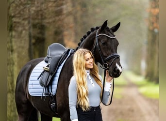 KWPN Mix, Klacz, 8 lat, 168 cm, Kara