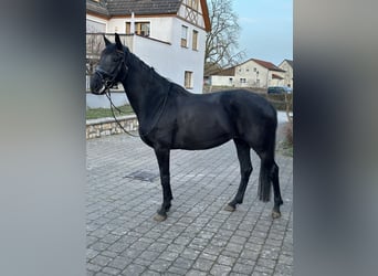 KWPN, Klacz, 8 lat, 168 cm, Kara