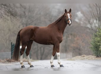 KWPN, Klacz, 8 lat, 168 cm, Kasztanowata