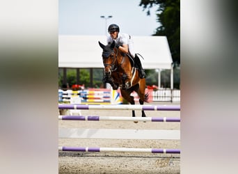 KWPN, Klacz, 8 lat, 169 cm, Gniada