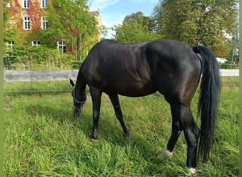 KWPN, Klacz, 8 lat, 169 cm, Gniada