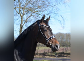 KWPN, Klacz, 8 lat, 170 cm, Ciemnogniada
