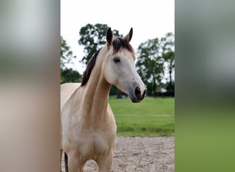 KWPN, Klacz, 8 lat, 170 cm, Jelenia