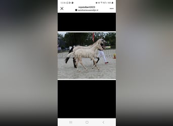 KWPN, Klacz, 8 lat, 170 cm, Jelenia