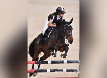 KWPN, Klacz, 8 lat, 170 cm, Kara