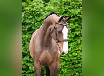 KWPN, Klacz, 8 lat, 171 cm, Ciemnogniada