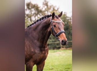 KWPN, Klacz, 8 lat, 172 cm, Gniada