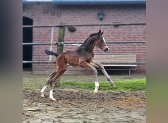 KWPN, Klacz, 8 lat, 173 cm, Ciemnogniada