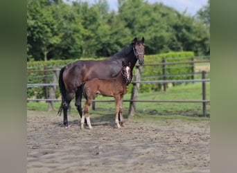 KWPN, Klacz, 8 lat, 173 cm, Ciemnogniada